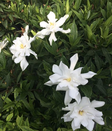 frost proof gardenia sun requirements.